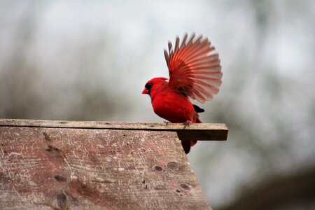 Wildlife red bird cardinal photo