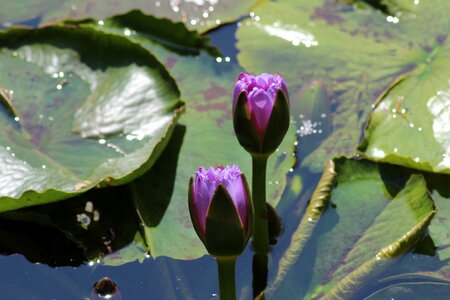 Nature pool garden