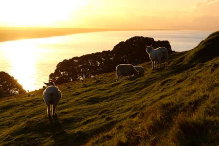 Sheep mountain grazing sheep
