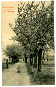 07250-Cossebaude-1906-Baumblut-Brück & Sohn Kunstverlag
