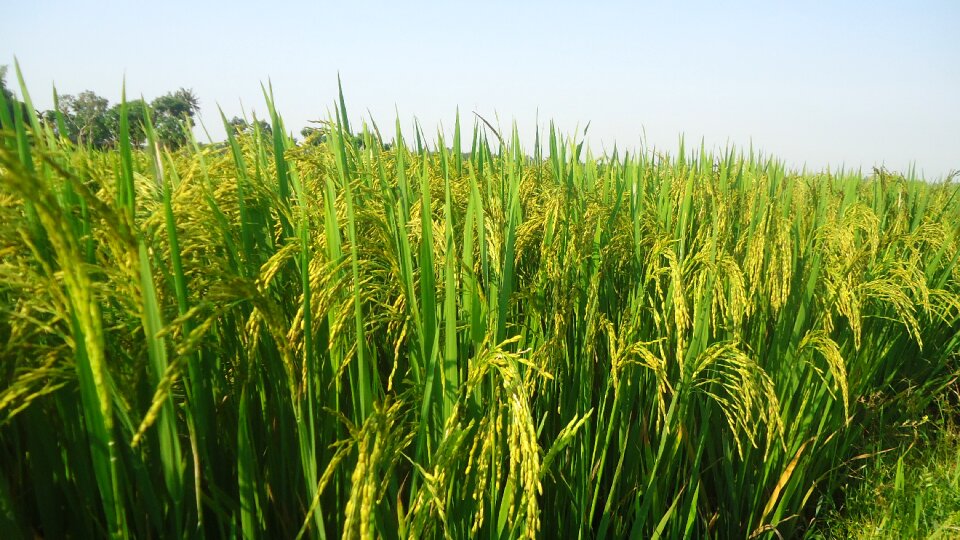 Rice up japanese silk rice
