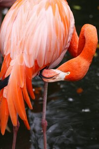 Flamingo lake zoo photo