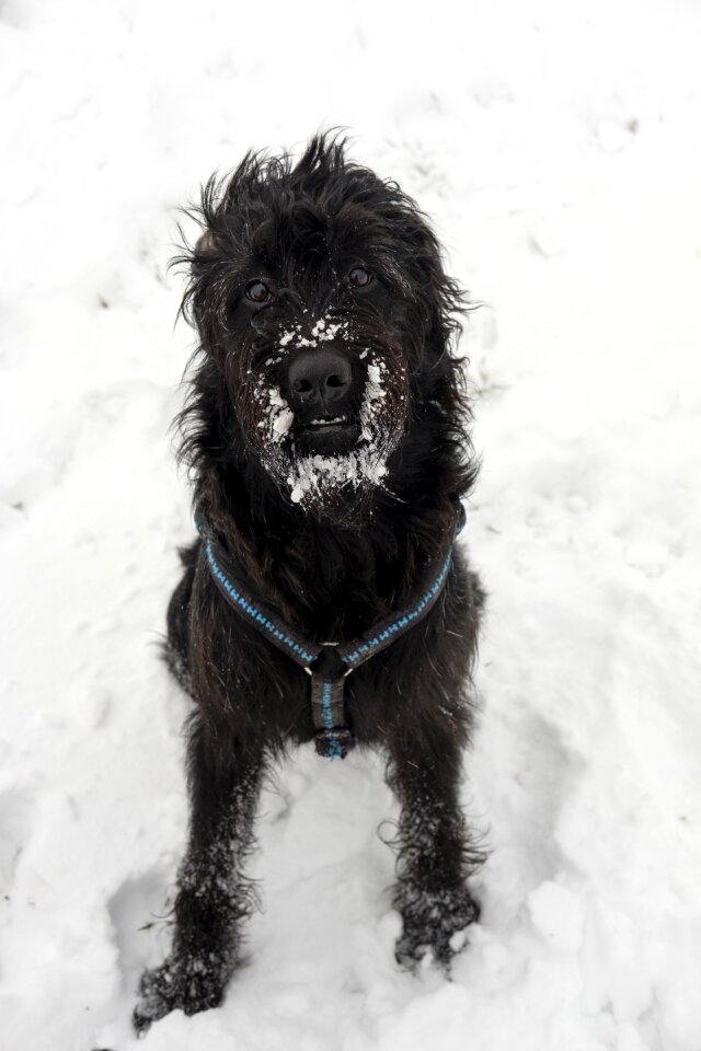 Winter labradoodle schnauzer photo