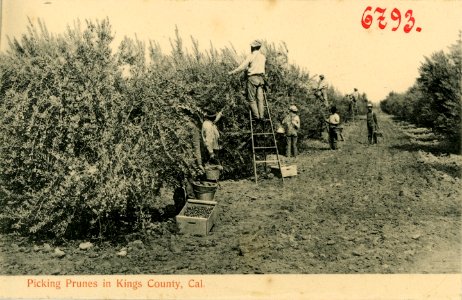 06793-Kings County-1905-Picking Prunes in Kings County-Brück & Sohn Kunstverlag