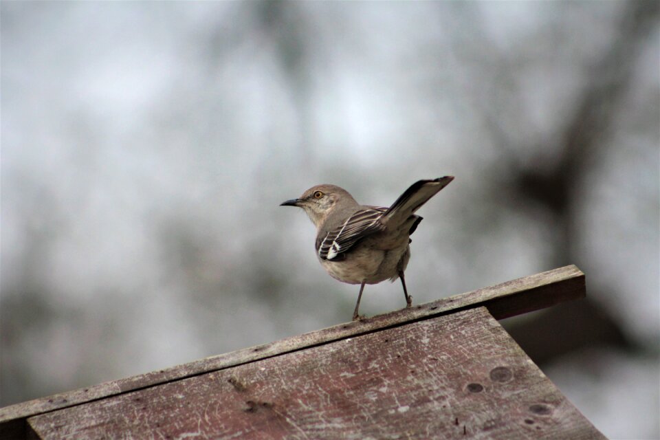 Nature outdoors mockingbird