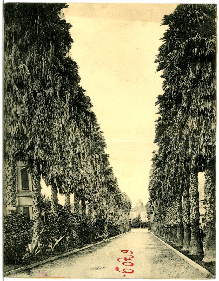 06709-Los Angeles-1905-Palm Drive-Brück & Sohn Kunstverlag