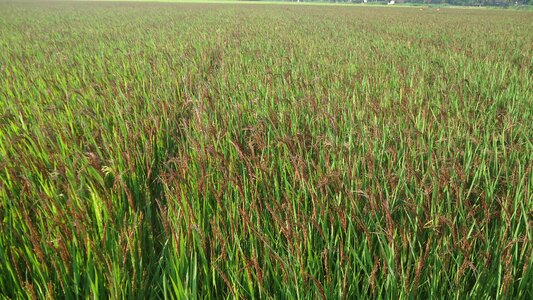 Rice purple rice herbal black rice