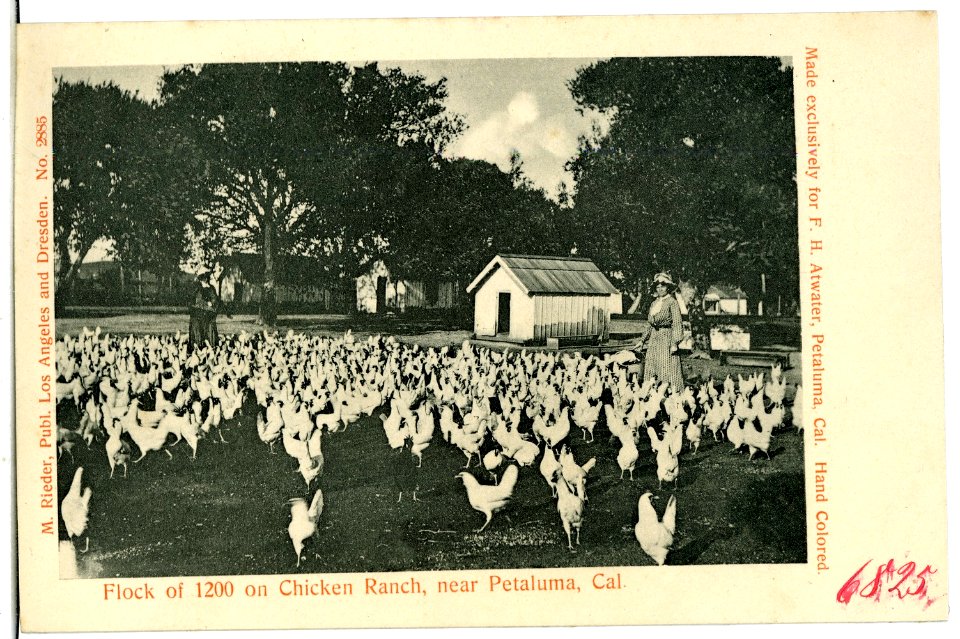 06825-Petaluma-1905-Flock of 1200 on Chicken Ranch-Brück & Sohn Kunstverlag