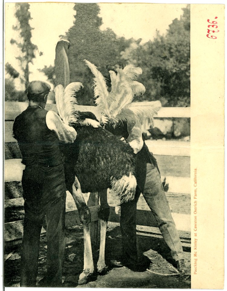 06736-Kalifornien-1905-Plucking Mc Kinley at Cawston Ostrich Farm, Cal.-Brück & Sohn Kunstverlag