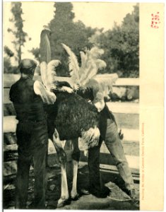 06736-Kalifornien-1905-Plucking Mc Kinley at Cawston Ostrich Farm, Cal.-Brück & Sohn Kunstverlag
