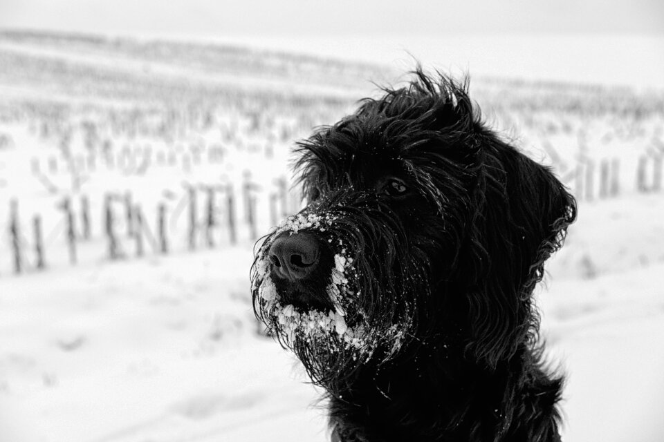 Winter labradoodle schnauzer
