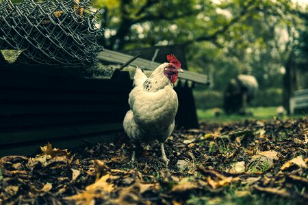 Bird poultry nature