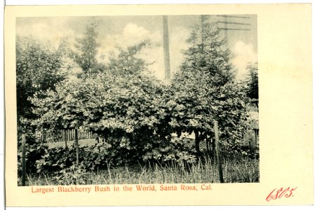06805-Santa Rosa-1905-Largest Blackberry Bush in the World-Brück & Sohn Kunstverlag