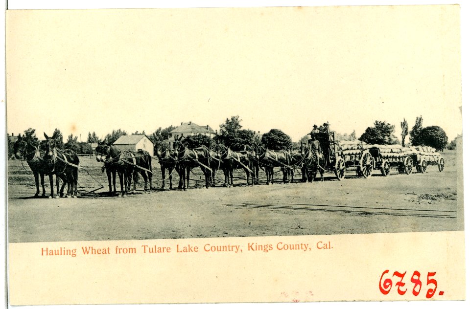 06785-Kings County-1905-Hauling Wheat from Tulare Lake Country-Brück & Sohn Kunstverlag