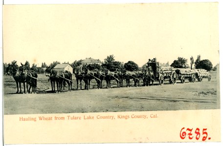 06785-Kings County-1905-Hauling Wheat from Tulare Lake Country-Brück & Sohn Kunstverlag