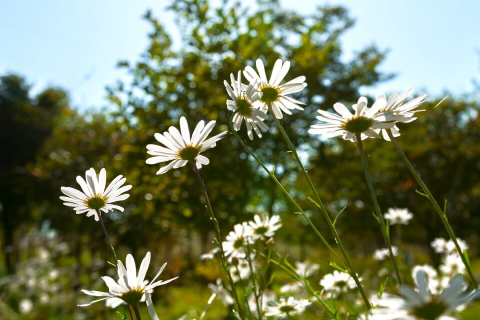 Their mums cosmos plants