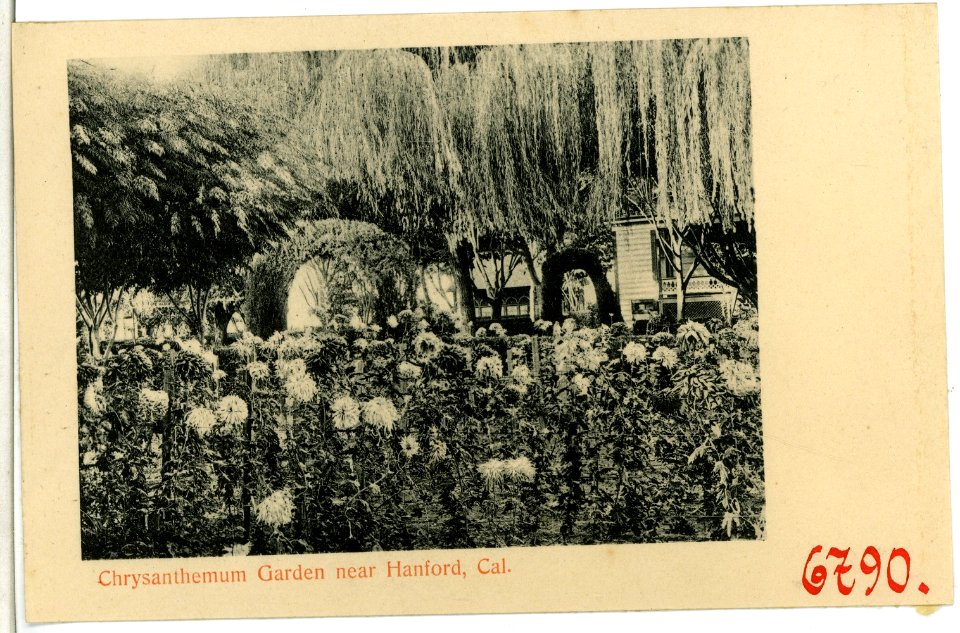 06790-Hanford-1905-Chrysanthemum Garden near Hanford-Brück & Sohn Kunstverlag