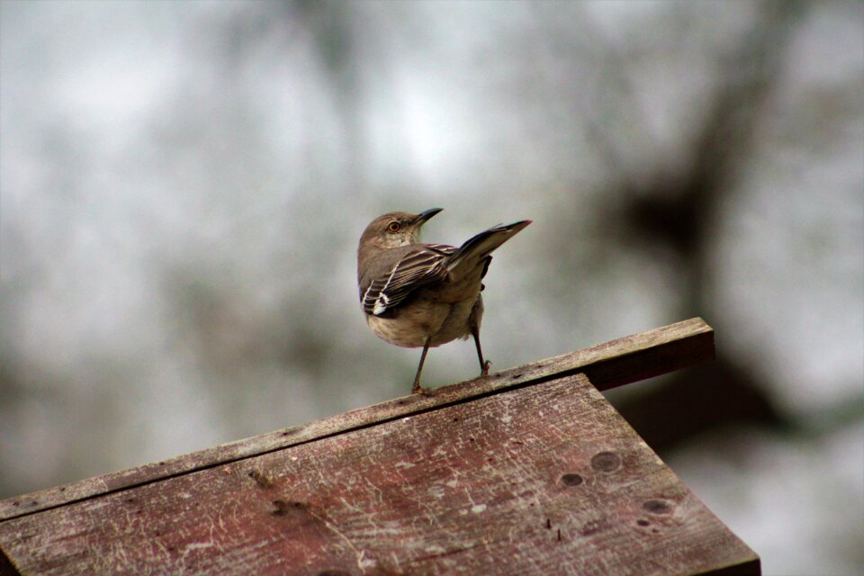 Outdoors animal mockingbird