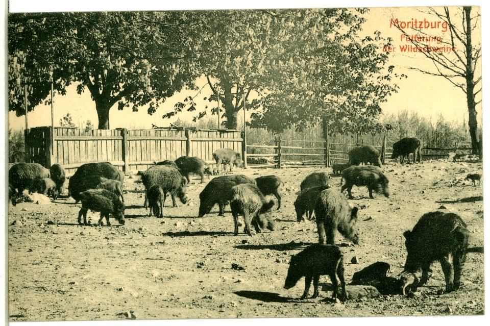 06401-Moritzburg-1905-Fütterung der Wildschweine-Brück & Sohn Kunstverlag