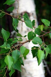 Birch sommarbjörk hardwood