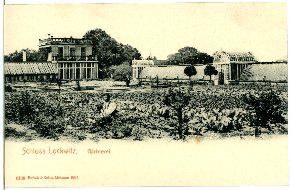 06430-Lockwitz-1905-Schloßgärtnerei-Brück & Sohn Kunstverlag