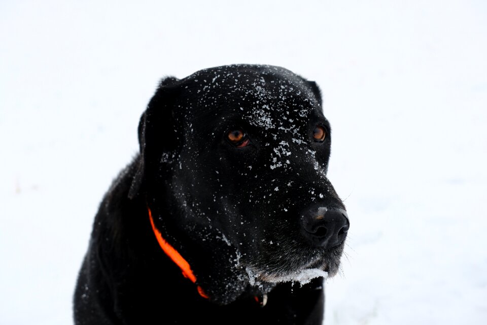 Winter labrador retriever photo