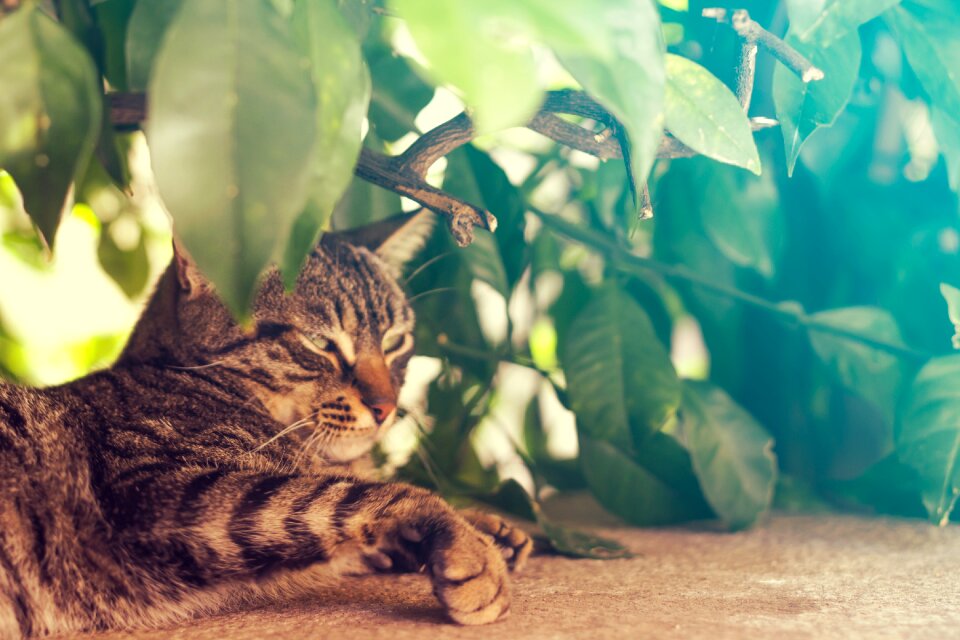Leaf cat hiding