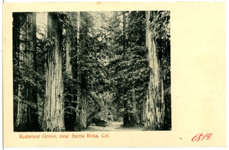 06814-Santa Rosa-1905-Redwood Grove-Brück & Sohn Kunstverlag