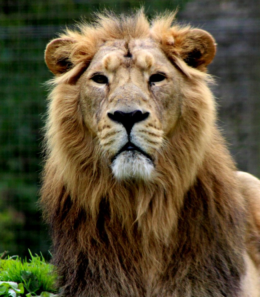 Feline animal brown lion photo