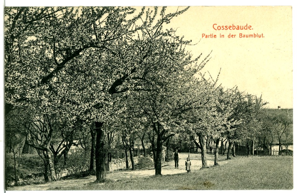 07249-Cossebaude-1906-Baumblut-Brück & Sohn Kunstverlag