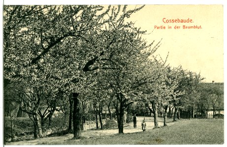 07249-Cossebaude-1906-Baumblut-Brück & Sohn Kunstverlag