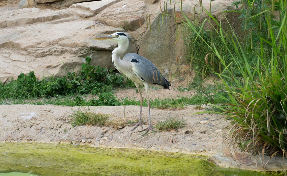 Waters animal zoo