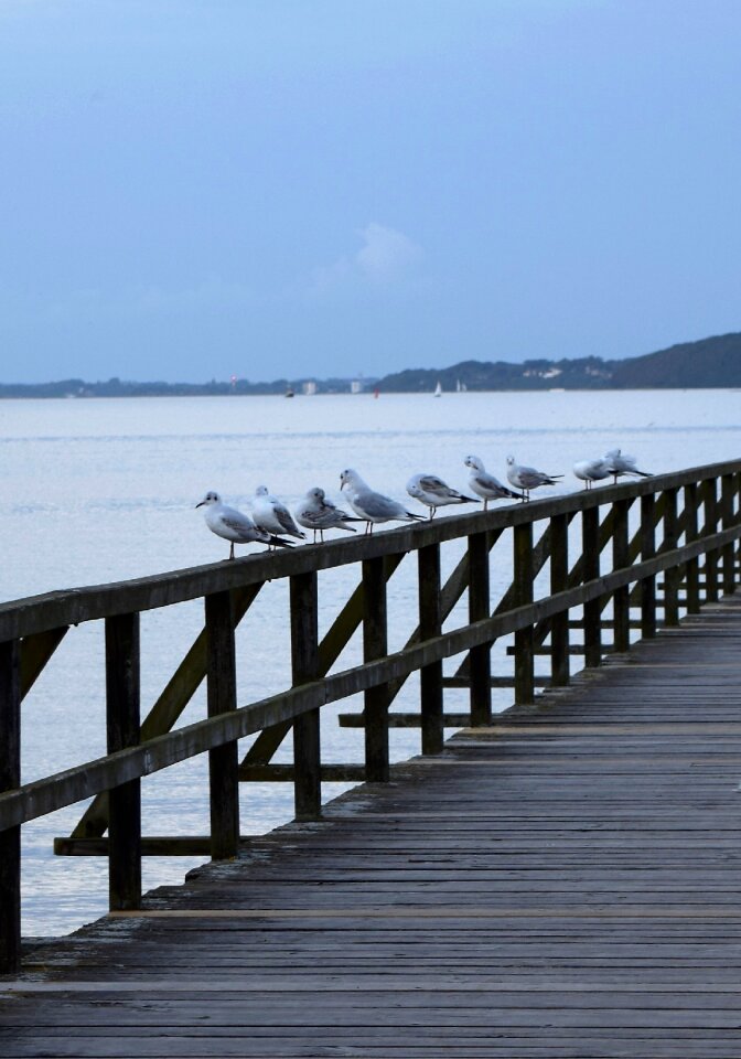 Bridge gulls web