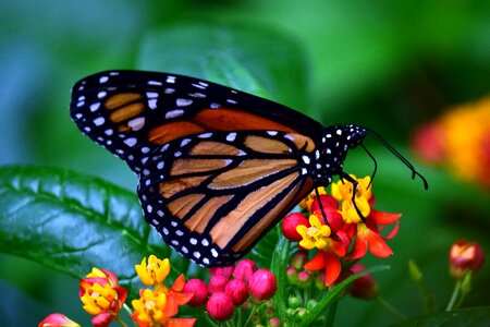 Food insect butterfly photo