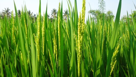 Silk rice non vietnamese rice