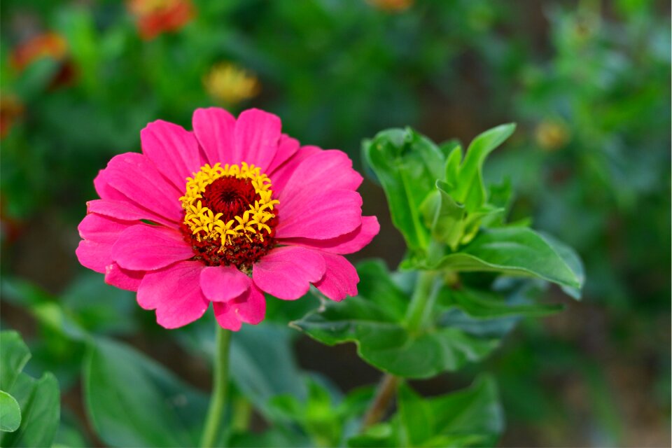Blue sky pink red