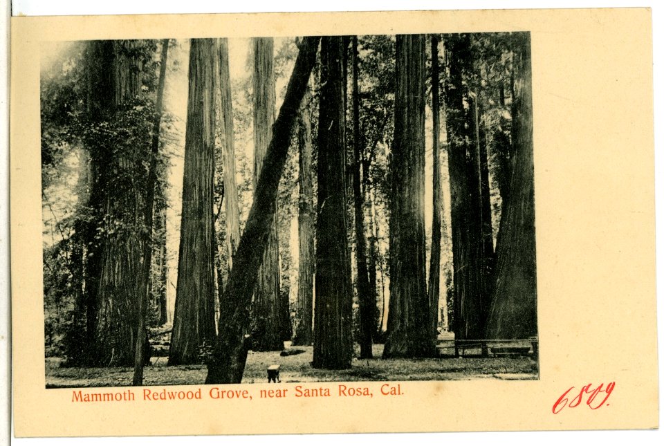06809-Santa Rosa-1905-Mammoth Redwood Grove-Brück & Sohn Kunstverlag