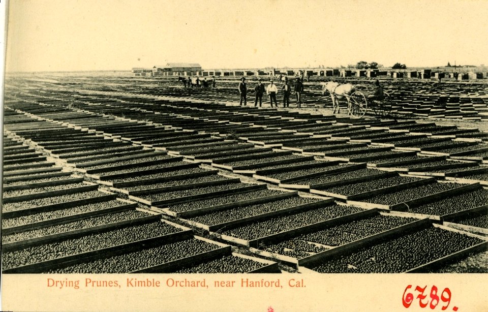 06789-Hanford-1905-Drying Prunes, Kimble Orchard, near Hanford-Brück & Sohn Kunstverlag