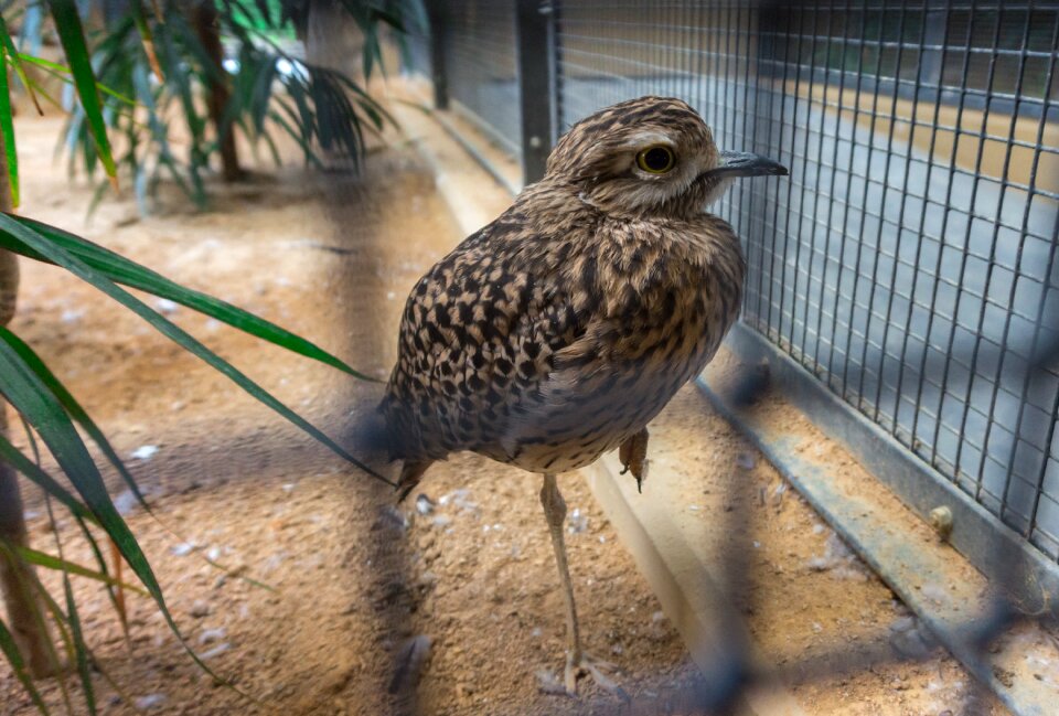 Nature animal zoo