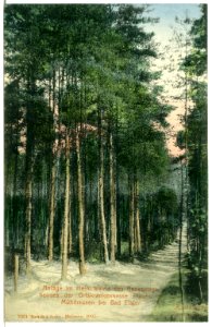 07021-Mühlhausen-1906-bei Bad Elster, Im Heim-Wald des Genesungsheimes-Brück & Sohn Kunstverlag