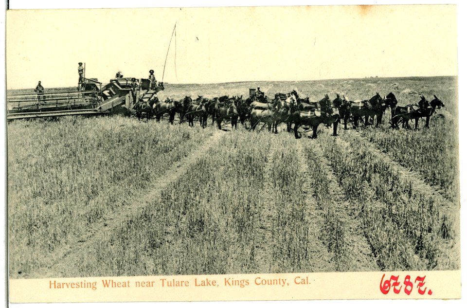 06787-Kings County-1905-Harvesting Wheat near Tulare Lake-Brück & Sohn Kunstverlag