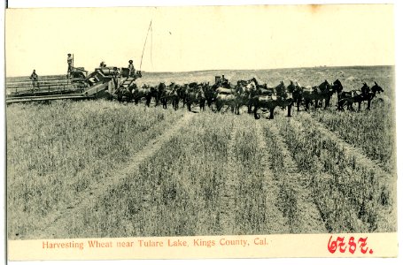 06787-Kings County-1905-Harvesting Wheat near Tulare Lake-Brück & Sohn Kunstverlag