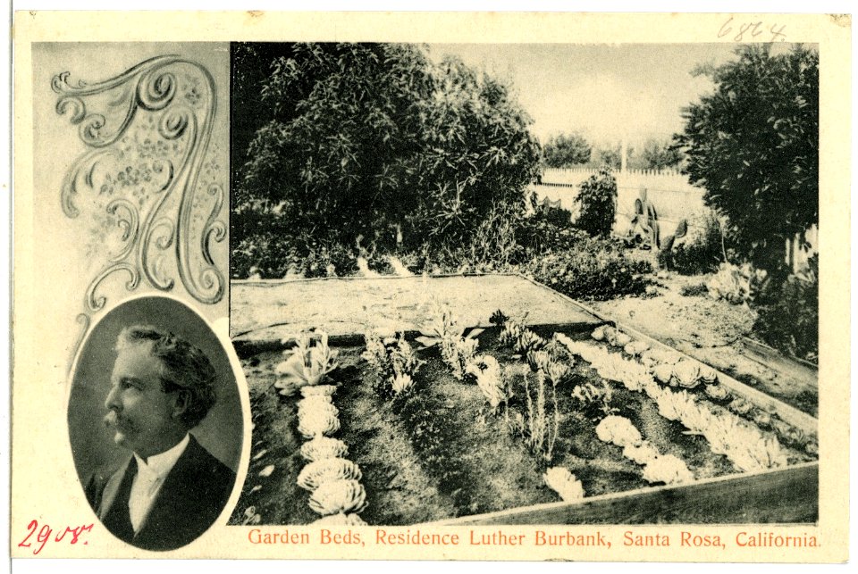 06864-Santa Rosa-1905-Garden Beds, Residence Luther Burbank-Brück & Sohn Kunstverlag