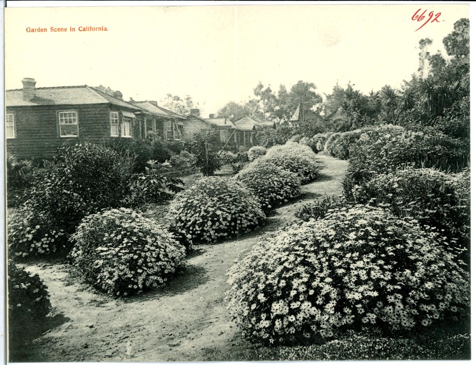 06692-Kalifornien-1905-Garden Scene in California-Brück & Sohn Kunstverlag