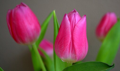Tulip pink flower photo