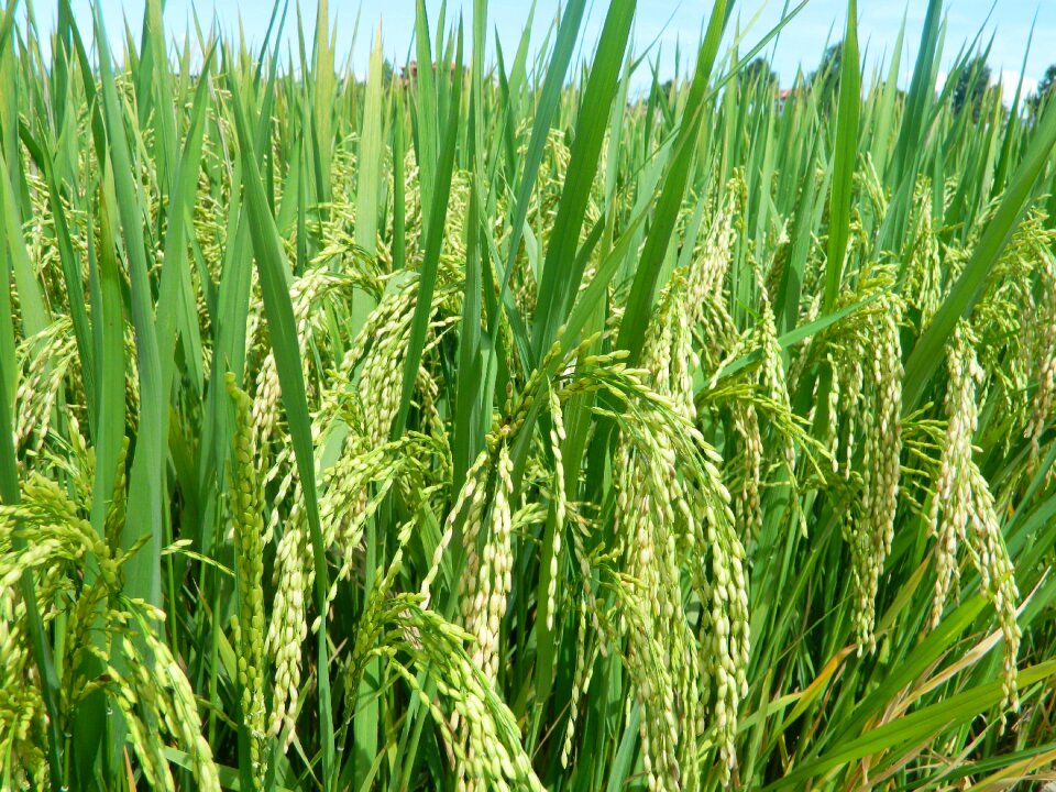 Rice japanese rice silk