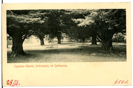 06841-Kalifornien-1905-Cypress Grove-Brück & Sohn Kunstverlag photo