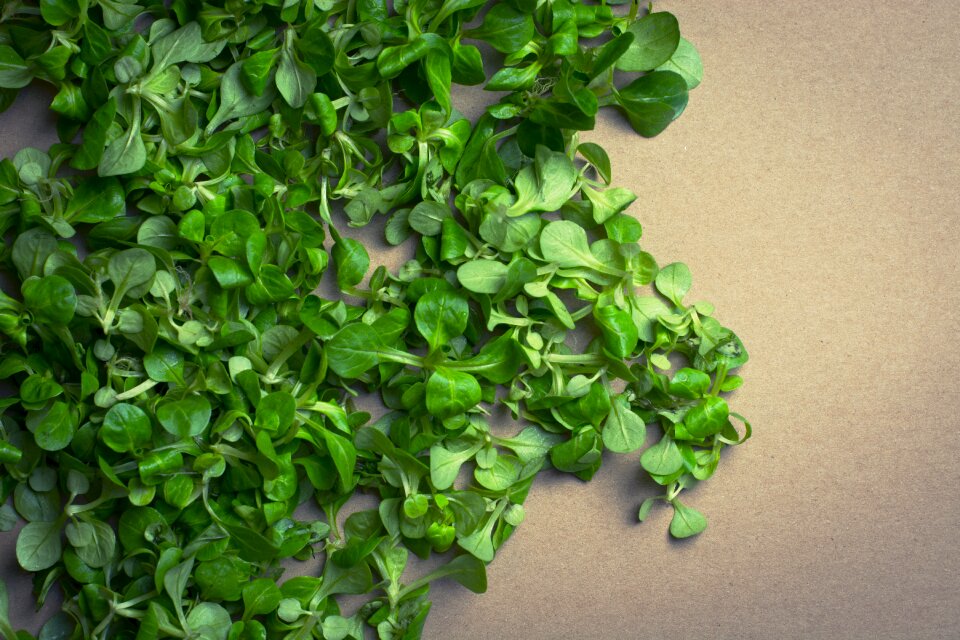 Green lettuce vegetables