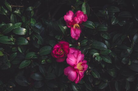 Leaves pink flowers