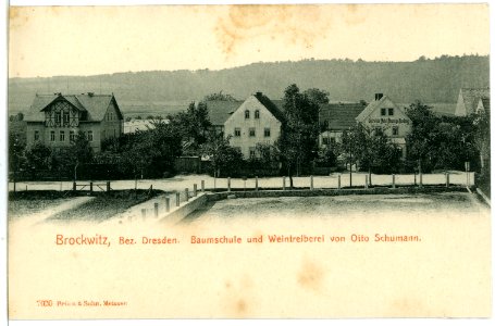 07030-Brockwitz-1906-Baumschule und Weintreiberei Otto Schumann-Brück & Sohn Kunstverlag